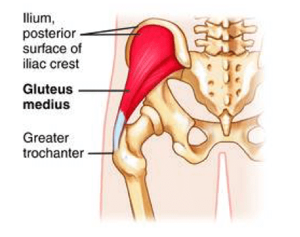 Gluteus Medius cause sacrum pain