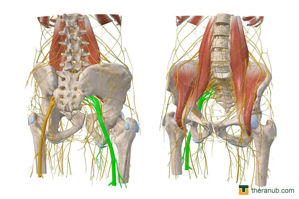 hip flexors sciatic nerve