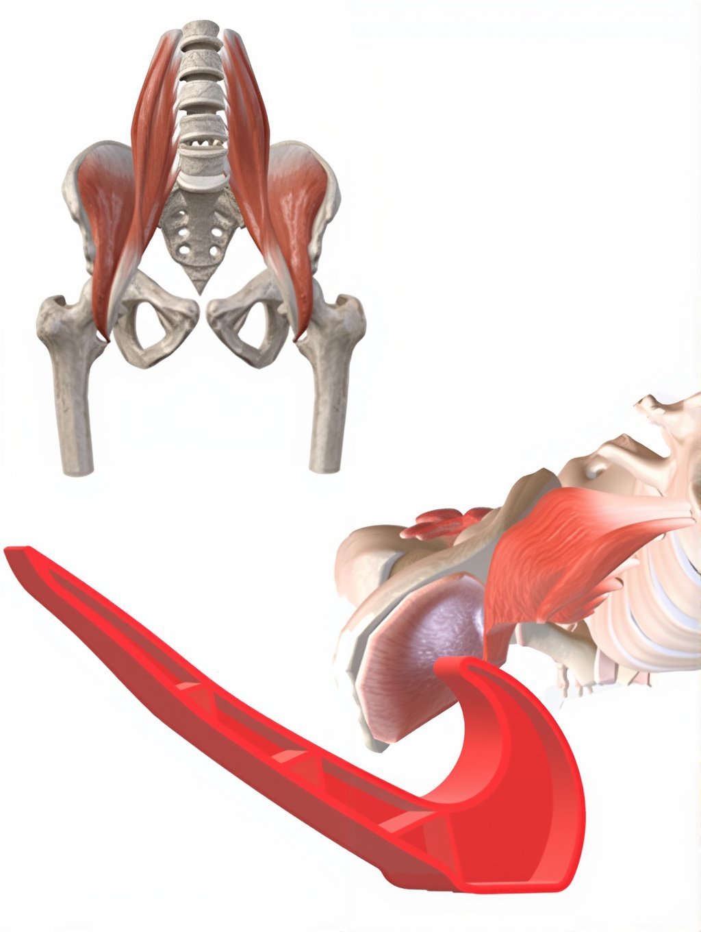 iliacus muscle release hip flexor massage tool