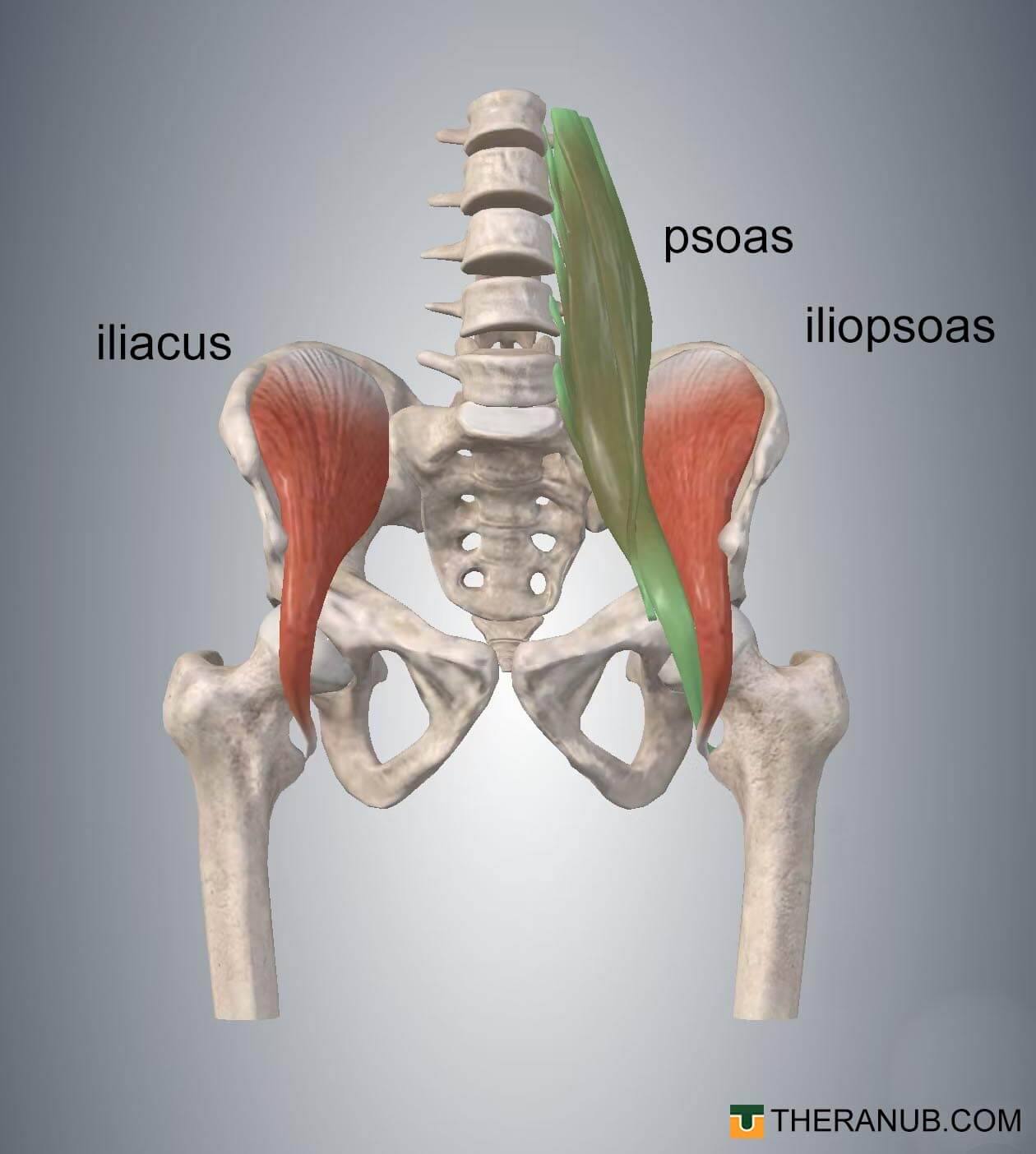 liacus and psoas major muscles combine to form the iliopsoas