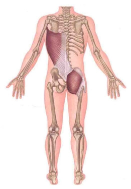 lower back pain and glutes​ hip anatomy​