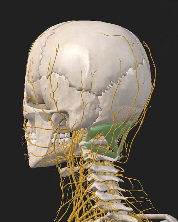 occipital muscle and nerve head pain