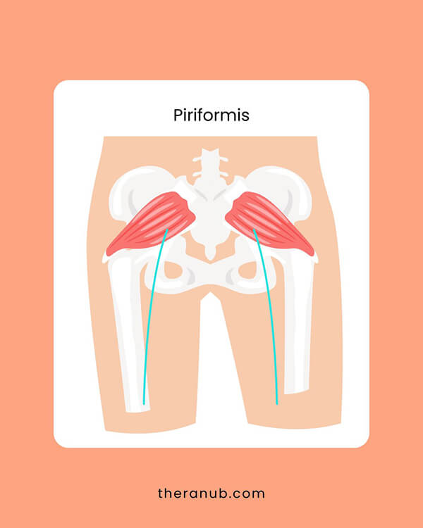 piriformis hip muscles chart
