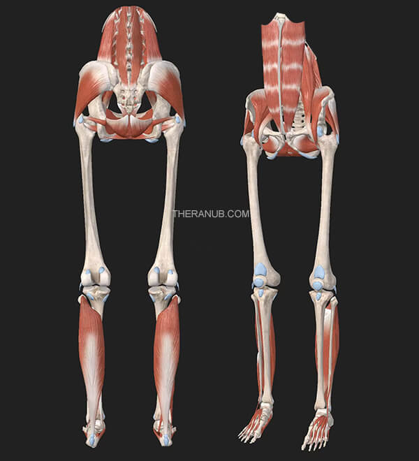 7 muscles cause sacrum pain