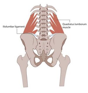 si joint and ql muscles