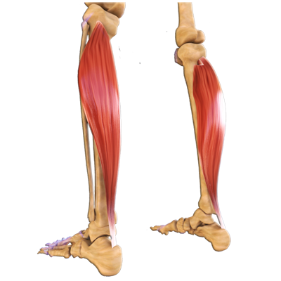 soleus cause sacrum pain