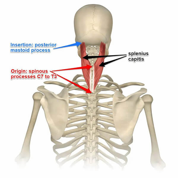 Splenius Cervicis muscle