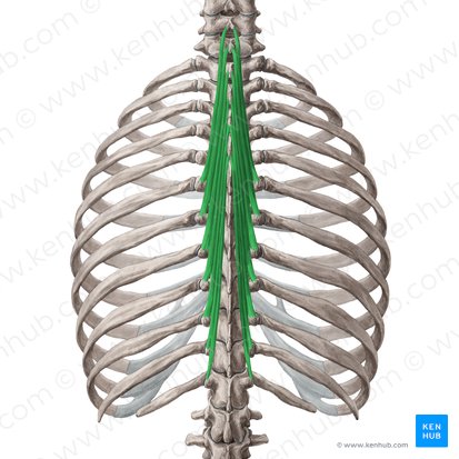 transversospinales cause sacrum pain