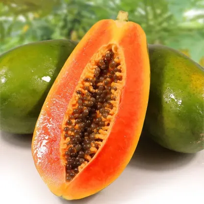 Kremowy papaja doniczkowa