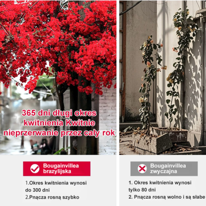 Całorocznie kwitnąca bugenwilla pnąca