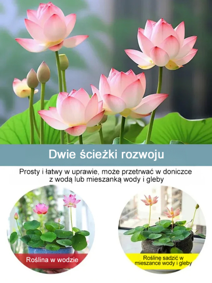 【Oczyszcza powietrze】Nasiona lotosu miskowego！🌸Misa lilia nie musi wymieniać nawozu wody, słońce + czysta woda żyje, oczyszcza powietrze!
