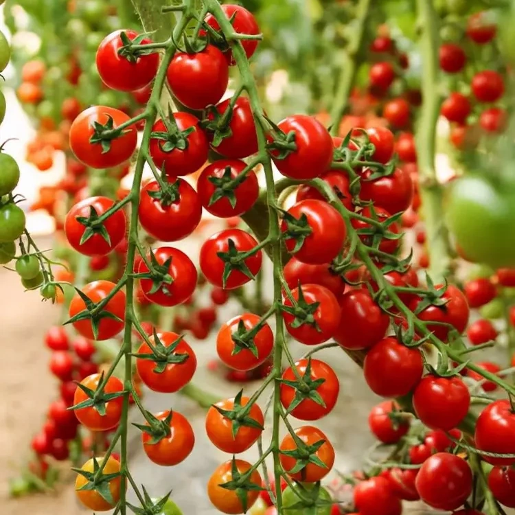 Wielogatunkowe Nasiona pomidora koktajlowego