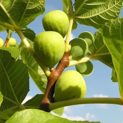 Nasiona figowcaNasiona drzew figowych