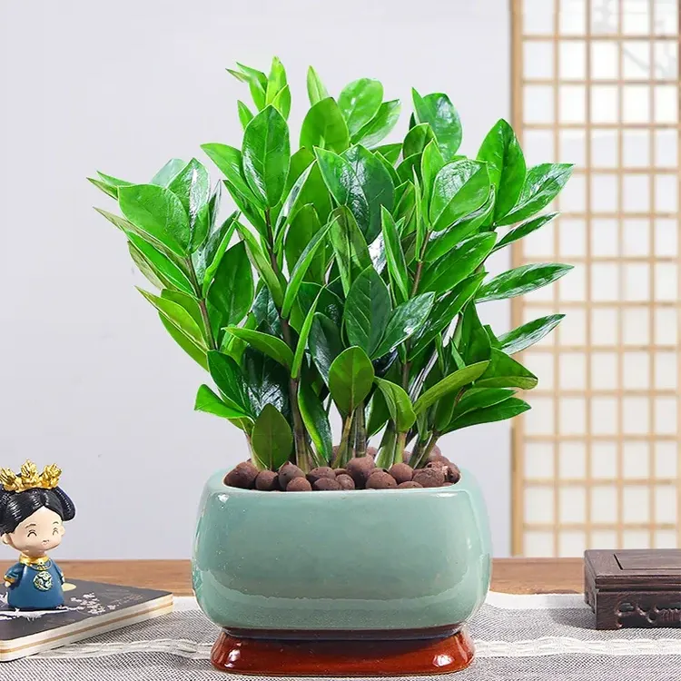 Nasiona doniczkowe Zamiokulkasa zamiolistnego