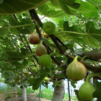 Nasiona figowcaNasiona drzew figowych