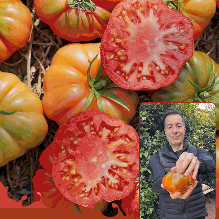 Nasiona pomidorów końskich z soczystym miąższem.