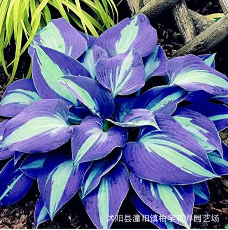 Nasiona hosty o unikalnych, wielobarwnych liściach  💫🍀 Certyfikowane nasiona z technologią kosmiczną. Im więcej słońca, tym liście są bardziej promienne i kolorowe!