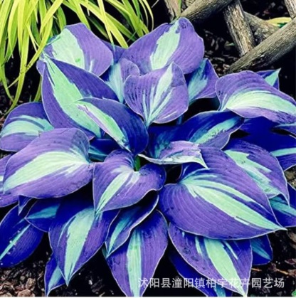 Nasiona hosty o unikalnych, wielobarwnych liściach  💫🍀 Certyfikowane nasiona z technologią kosmiczną. Im więcej słońca, tym liście są bardziej promienne i kolorowe!