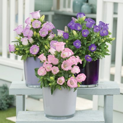 Kwiaty sezonowe Niebieskie dzwoneczki do ogrodu