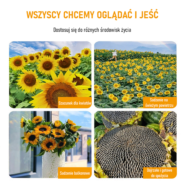 Nasiona słonecznika do uprawy ozdobnej i spożywczej o dużych ziarnach.