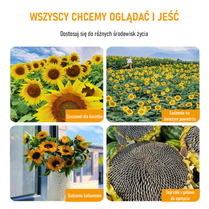 Nasiona słonecznika do uprawy ozdobnej i spożywczej o dużych ziarnach.