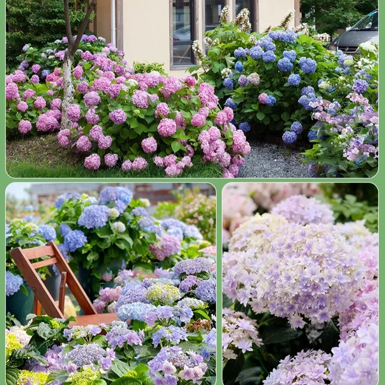 Nasiona hortensji kwitną przez cały rok