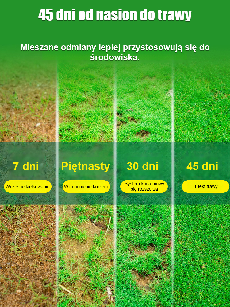 【7-dniowe kiełkowanie nasion trawnika】Niezależnie od tego, czy mamy upalne lato (+40°C), czy mroźną zimę (-20°C pod śniegiem), Twój ogród pozostanie soczyście zielony. Wystarczy rozsypać nasiona: kiełkują w 7 dni, a po miesiącu tworzą gęsty, miękki dywan.
