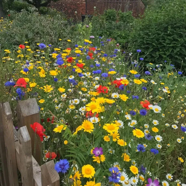 Kwiaty czterech pór roku pięknorodność kosmosu