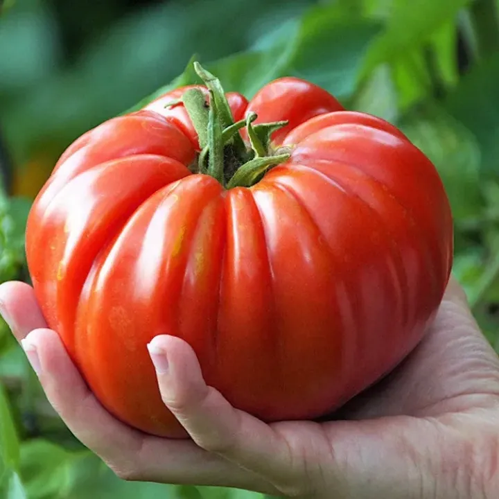 Nasiona pomidorów końskich z soczystym miąższem.