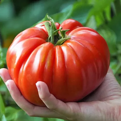 Nasiona pomidorów końskich z soczystym miąższem.
