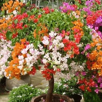 Całorocznie kwitnąca bugenwilla pnąca