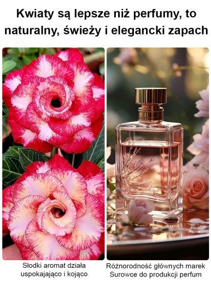 Róża Pustyni: 100 lat piękna, zero pielęgnacji! 🌵✨ Zapomnij o podlewaniu! Ta legendarna roślina jest niezwykle mrozoodporna (od -20°C do +40°C) i zakwitnie nawet wtedy, gdy zapomnisz o niej na 3 miesiące.