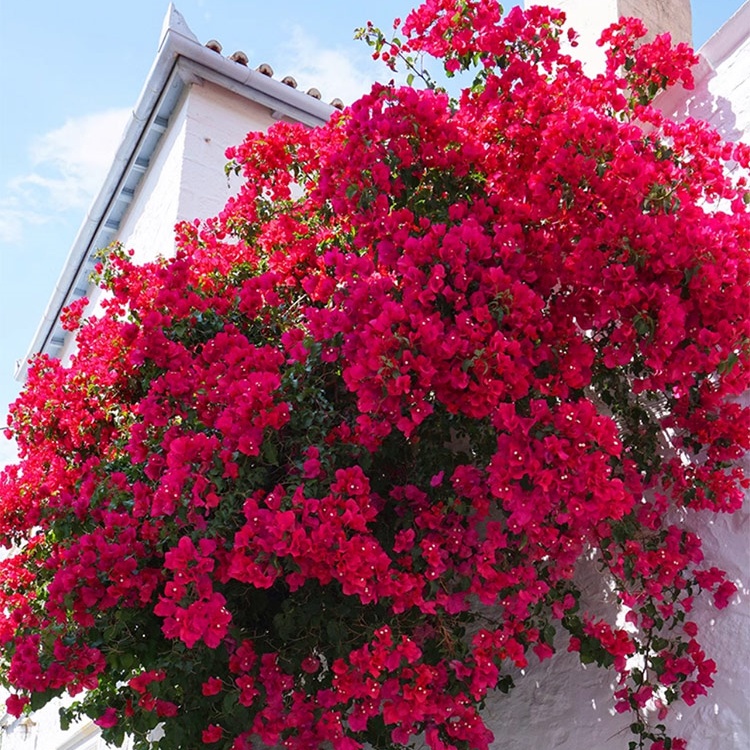 Całorocznie kwitnąca bugenwilla pnąca