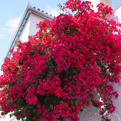 Całorocznie kwitnąca bugenwilla pnąca