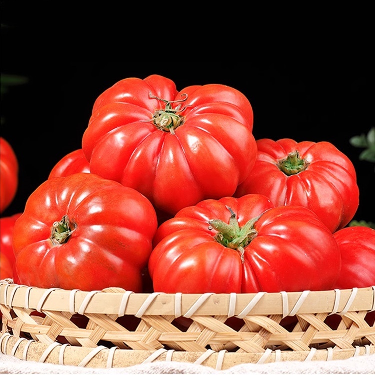 Nasiona pomidorów końskich z soczystym miąższem.