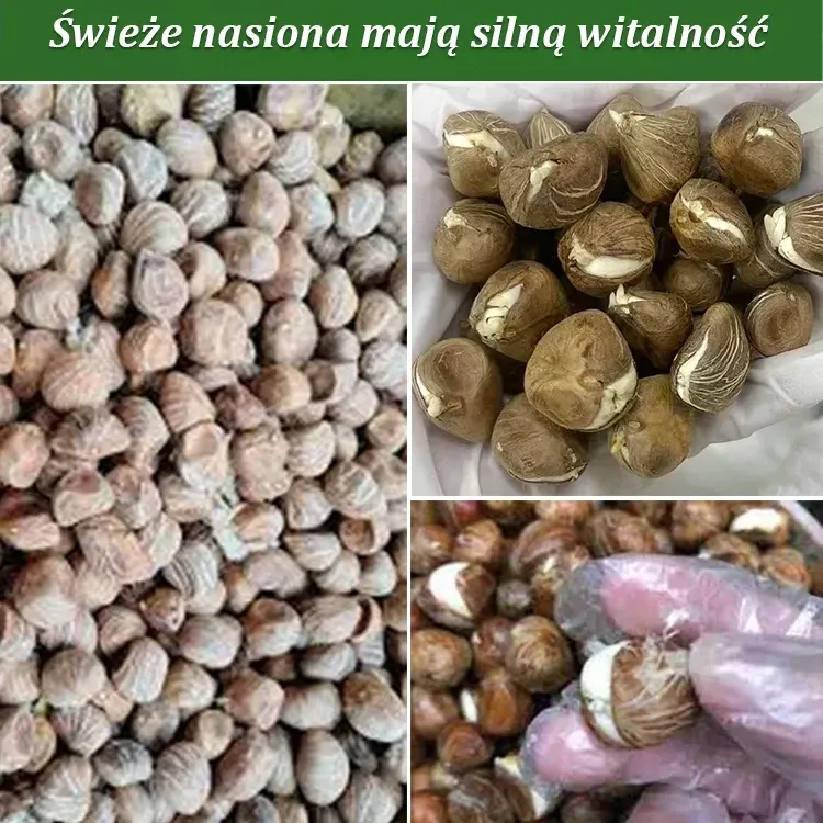 Nasiona doniczkowe Zamiokulkasa zamiolistnego