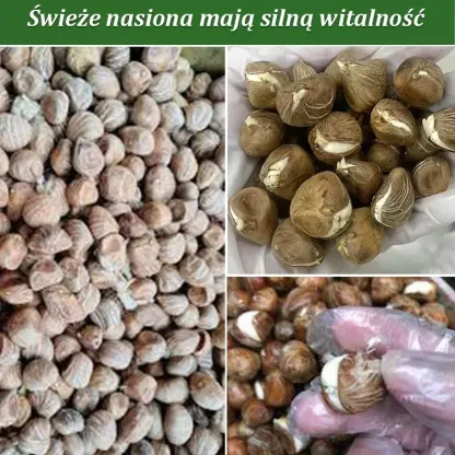 Nasiona doniczkowe Zamiokulkasa zamiolistnego