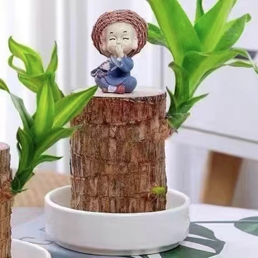 Hydroponiczna szczęśliwa roślina w doniczce