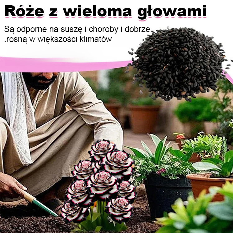 🌹 Róża Ognistego Feniksa – Twój Ogród Zapłonie Kolorem! Najbardziej odporna róża w Polsce. Nie boi się mrozu ani upału!