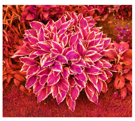 Nasiona hosty o unikalnych, wielobarwnych liściach  💫🍀 Certyfikowane nasiona z technologią kosmiczną. Im więcej słońca, tym liście są bardziej promienne i kolorowe!