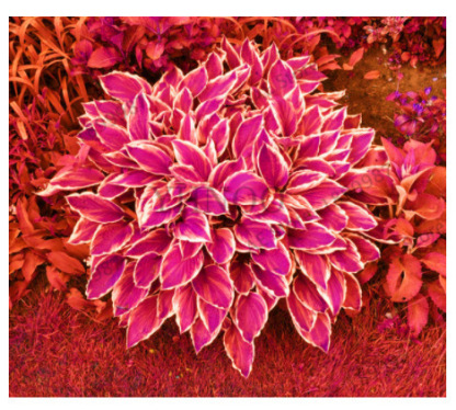 Nasiona hosty o unikalnych, wielobarwnych liściach  💫🍀 Certyfikowane nasiona z technologią kosmiczną. Im więcej słońca, tym liście są bardziej promienne i kolorowe!