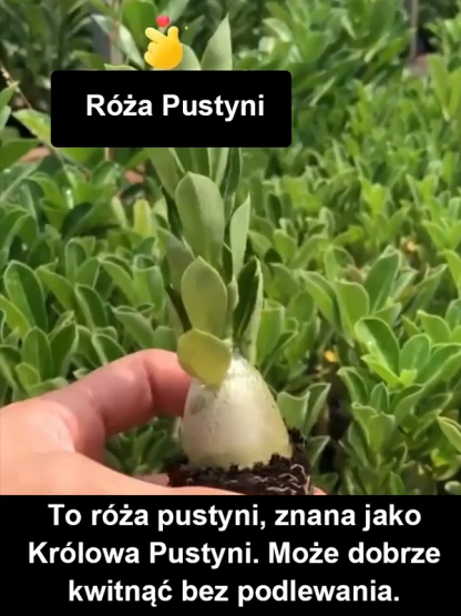 Róża Pustyni: 100 lat piękna, zero pielęgnacji! 🌵✨ Zapomnij o podlewaniu! Ta legendarna roślina jest niezwykle mrozoodporna (od -20°C do +40°C) i zakwitnie nawet wtedy, gdy zapomnisz o niej na 3 miesiące.