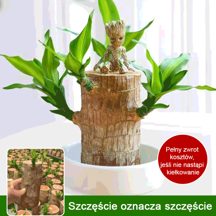 Hydroponiczna szczęśliwa roślina w doniczce