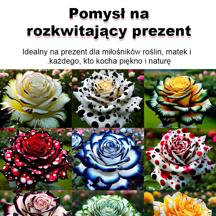 🌹 Róża Ognistego Feniksa – Twój Ogród Zapłonie Kolorem! Najbardziej odporna róża w Polsce. Nie boi się mrozu ani upału!