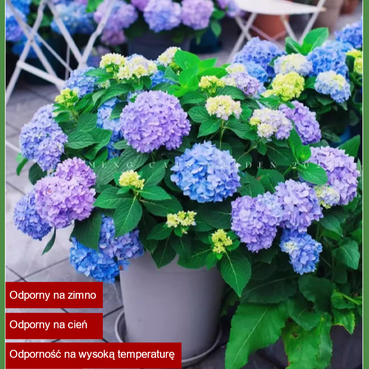 Nasiona hortensji kwitną przez cały rok