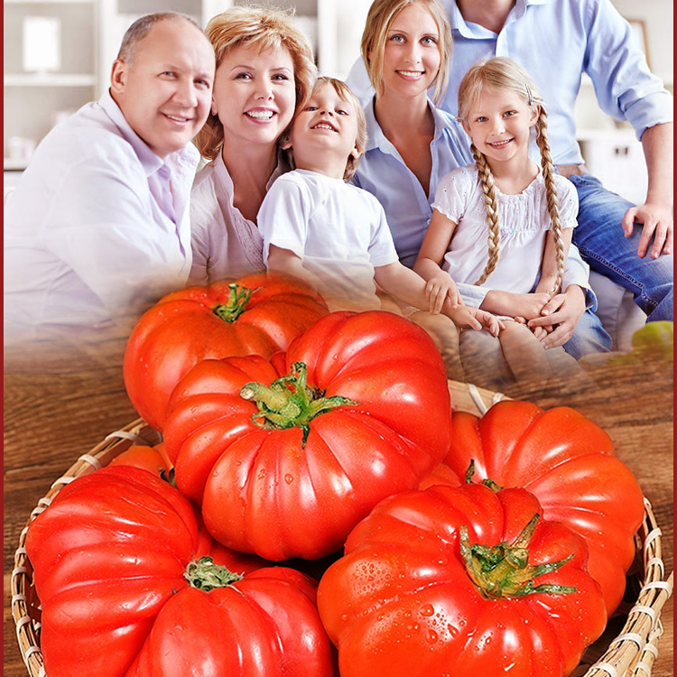 Nasiona pomidorów końskich z soczystym miąższem.