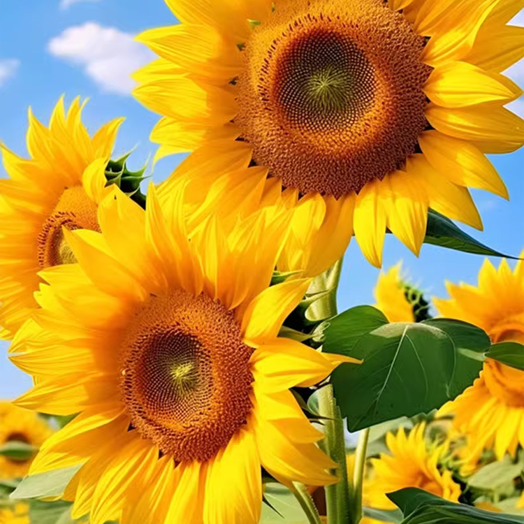 Nasiona słonecznika do uprawy ozdobnej i spożywczej o dużych ziarnach.