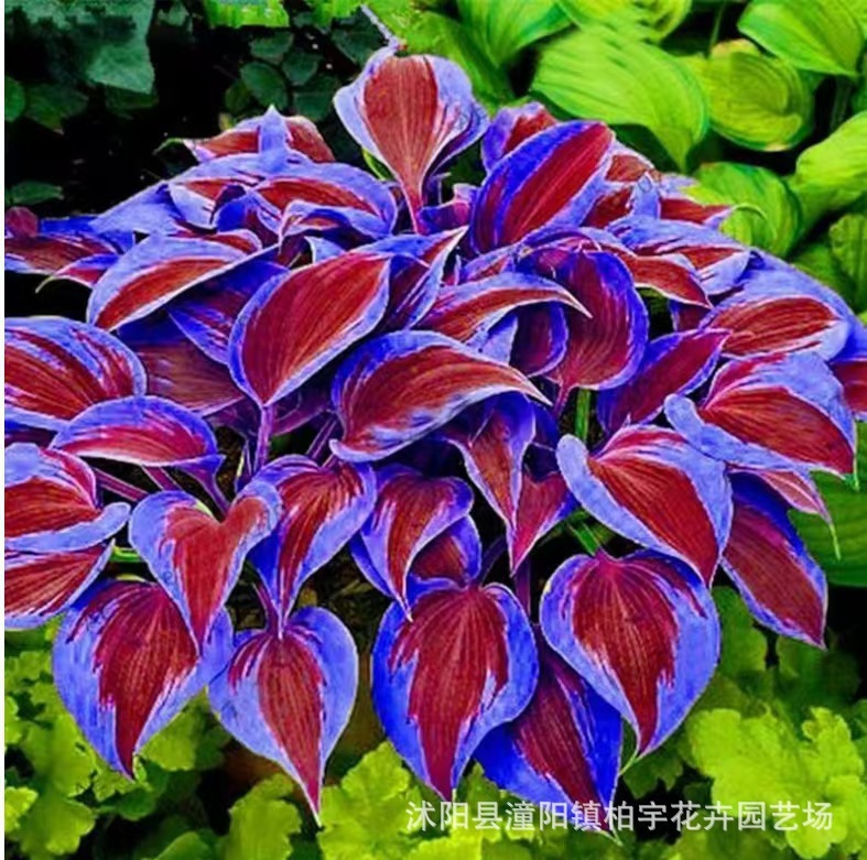 Nasiona hosty o unikalnych, wielobarwnych liściach  💫🍀 Certyfikowane nasiona z technologią kosmiczną. Im więcej słońca, tym liście są bardziej promienne i kolorowe!