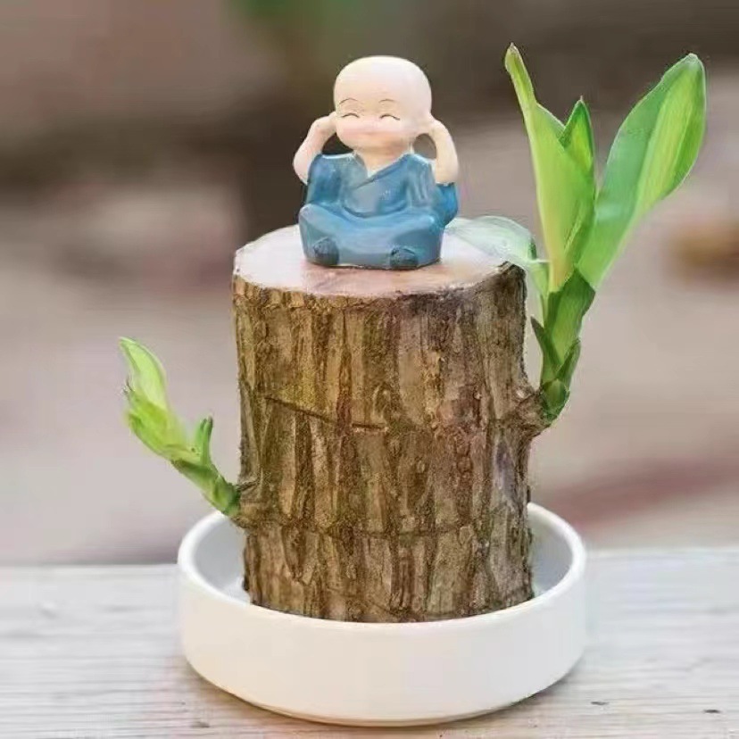 Hydroponiczna szczęśliwa roślina w doniczce