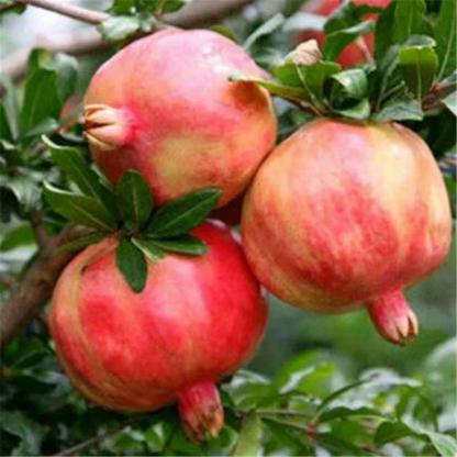 Nasiona tunezyjskiego granatu bez pestek